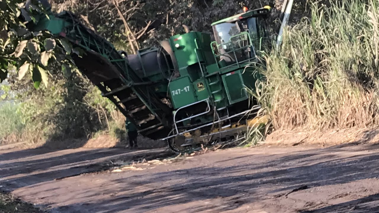 MIRA CÓMO SE CORTA LA CAÑA DE AZÚCAR EN GUATEMALA🇬🇹