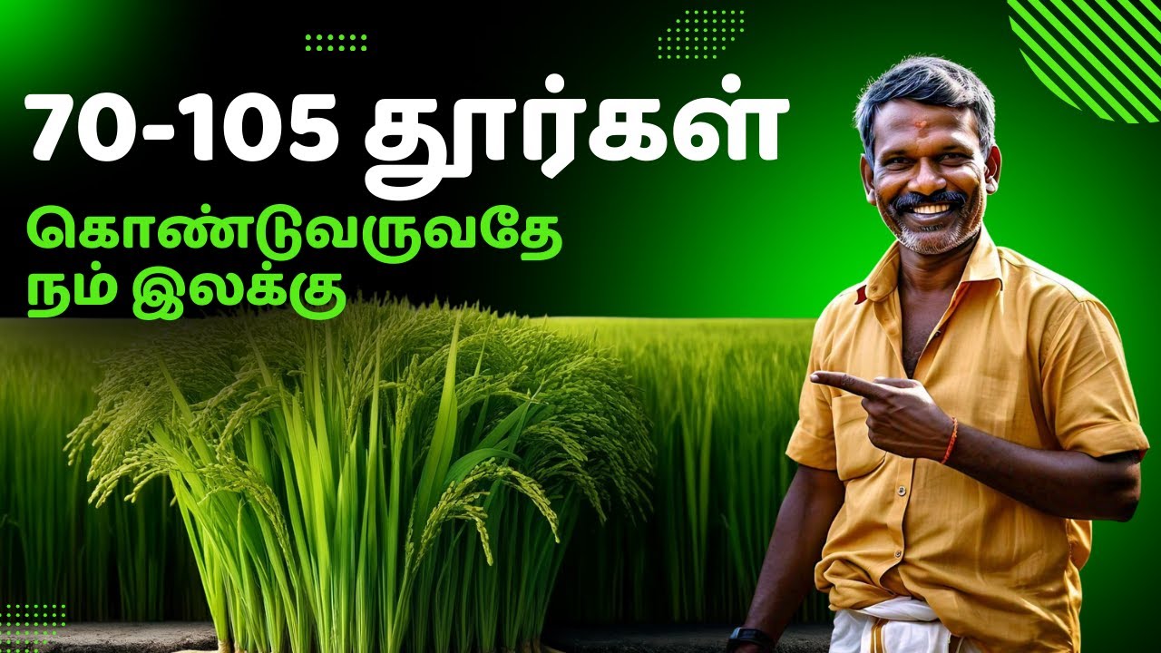நெல் பயிரில் 🌾 70-105 தூர்கள் 🎯 கொண்டுவருவதே நம் இலக்கு 💪