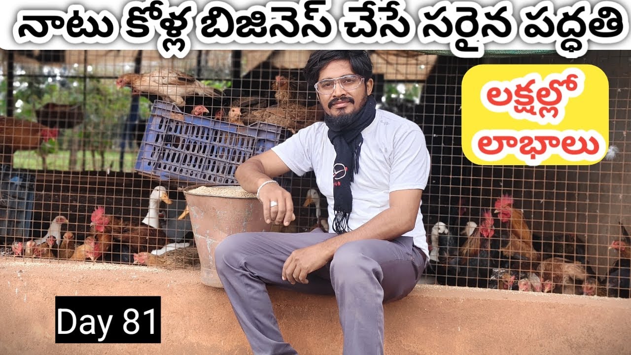 నాటు కోళ్ల పెంపకం చేసే సరైన పద్ధతి 🐓 natukolla farm business telugu #poultry