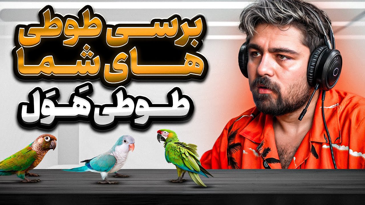 برسی طوطی های شما || سالن پرورش در اتاق خواب