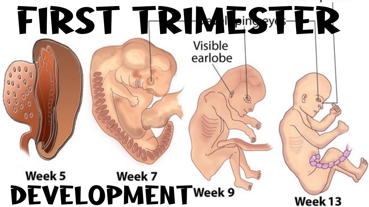 Pregnancy :- First Trimester (1 - 13 week) #pregnancy#baby#babydevelopment#momcomindia#babyjourney
