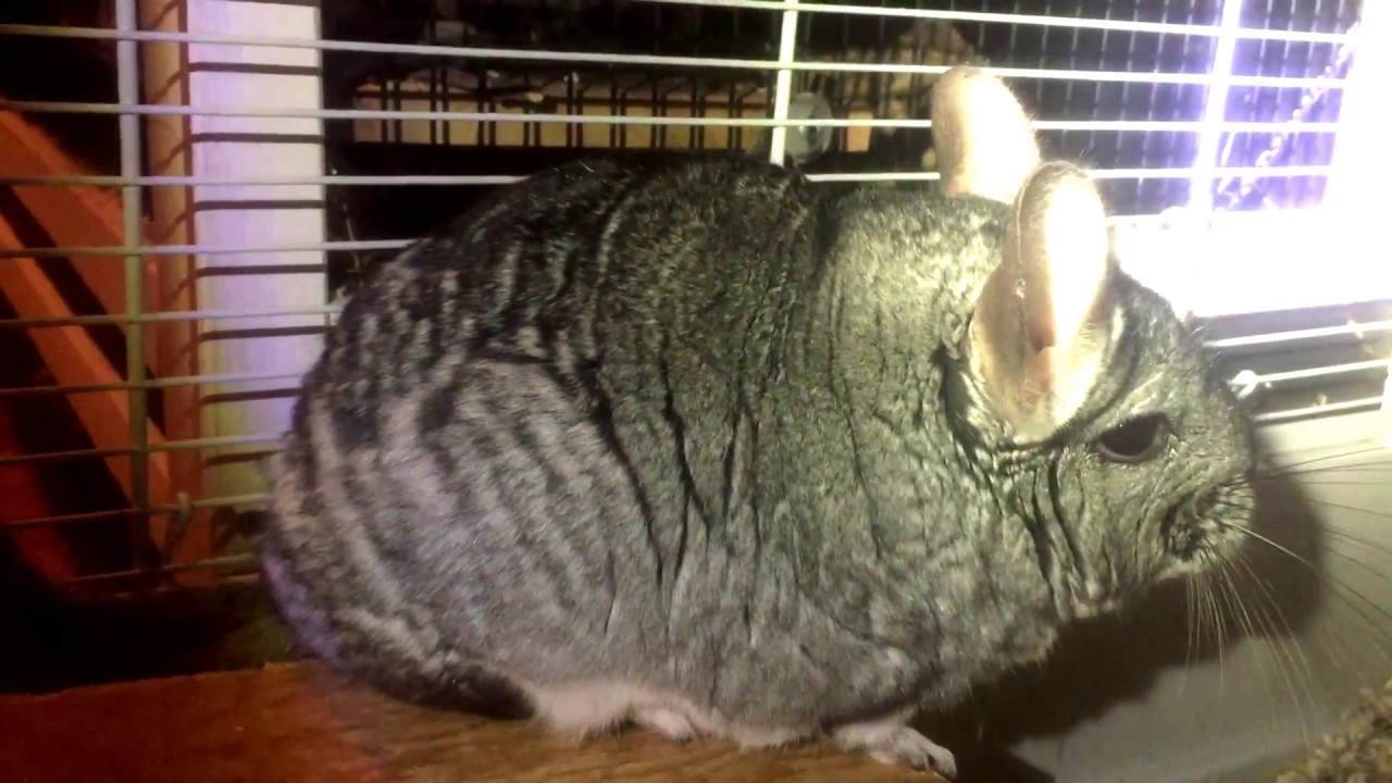 Totoro the Chinchilla souding the alarm. Very special sound!
