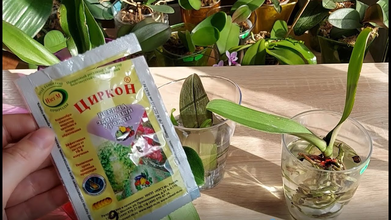 Новые 6 орхидей-реанимашек. Обзор успехов, обработка Цирконом и посадка. Часть 3