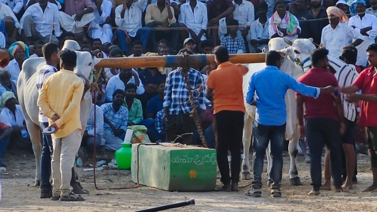 KRBR bulls (రాయలసీమ టైగర్+ యోగి) అన్నం పల్లె సీనియర్ 2025