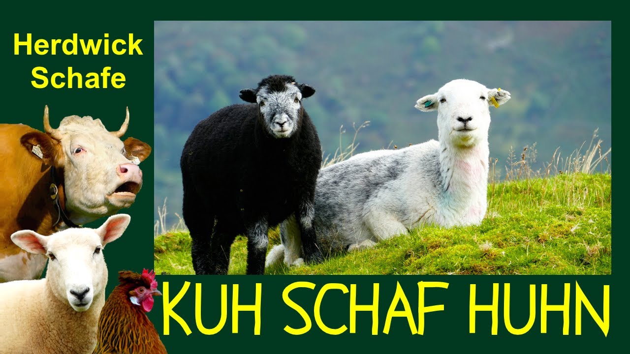 KUH SCHAF HUHN Folge 3: Herdwick Schafe im englischen Lake District Nationalpark, english sheep