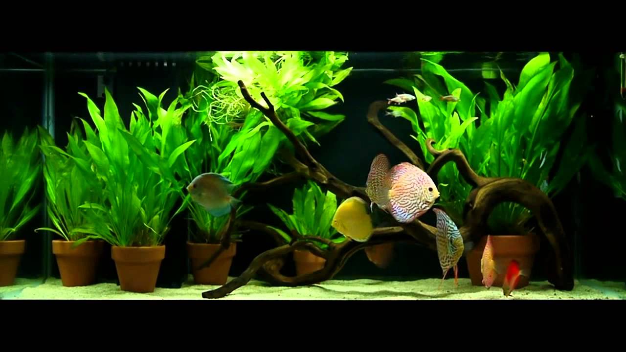 Discus in 75 gallon planted tank with Amazon Sword plants