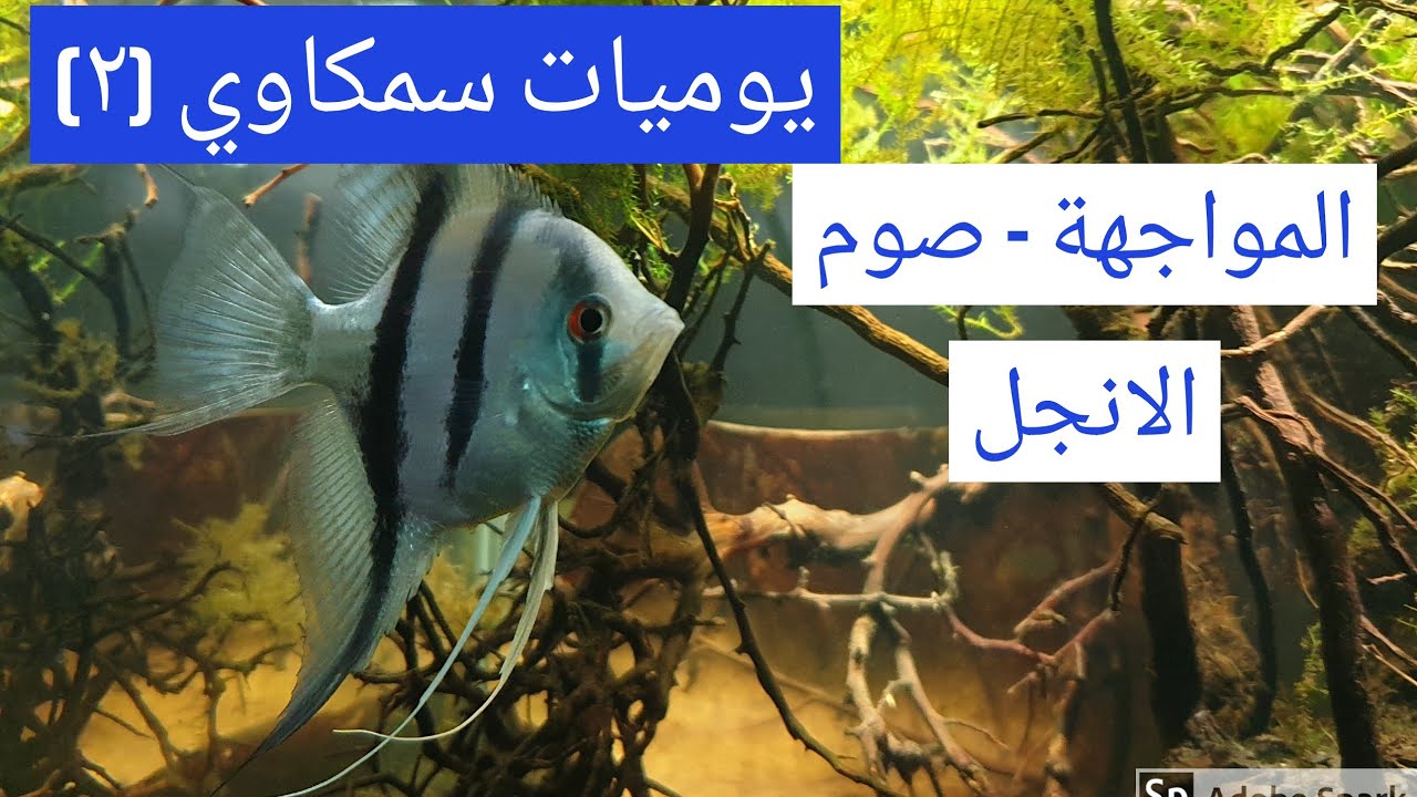 يوميات سمكاوي 2 - المواجهة - صوم الانجل