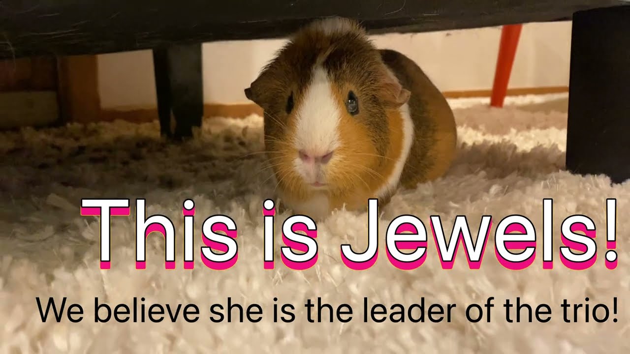 (Piggy Vlog) Guinea Pigs Trio 20240203 EP1
