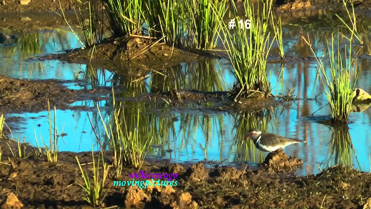 Birds of Africa _2     (rmk3_720p)