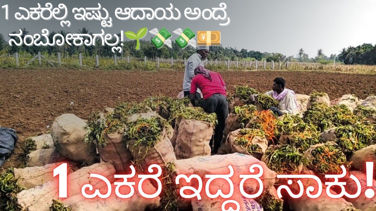 1 ಎಕರೆಲ್ಲಿ ಇಷ್ಟು ಆದಾಯ ಅಂದ್ರೆ ನಂಬೋಕಾಗಲ್ಲ!🌱💸💸💴