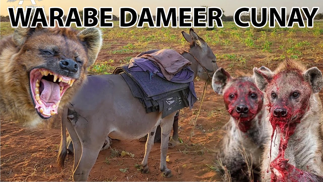 DAMEER WARAABE CUNAY SIDEE LOO DAWEEYAA | ASAL FILMS 2023