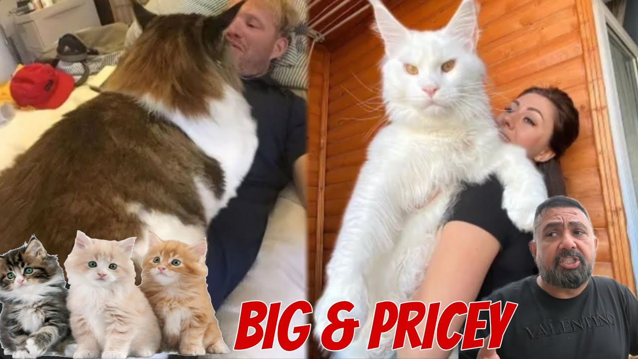 The Biggest Maine Coon Cats.Grösser als unser Hund!!