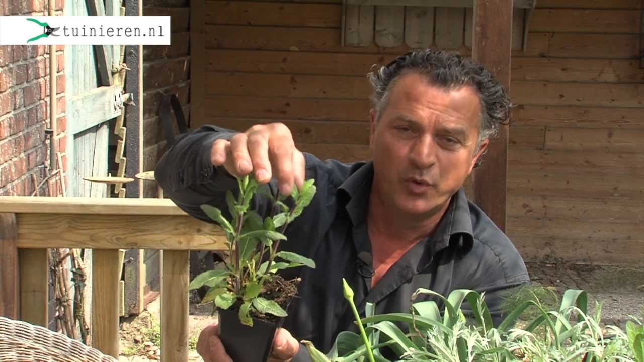 Border aanleggen in de tuin - Tuinieren.nl