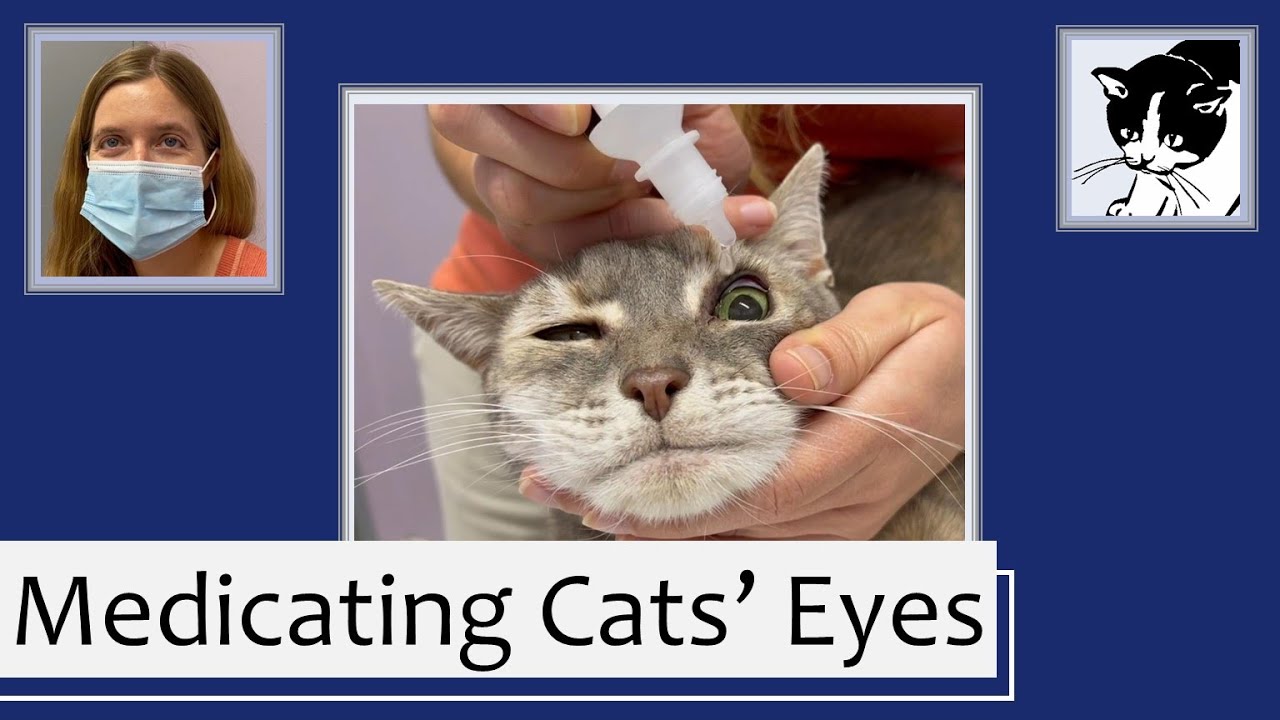 Applying Eye Medications to a Cat
