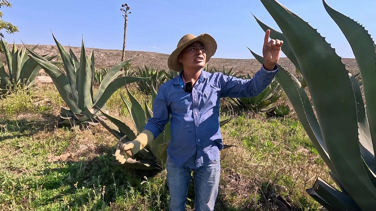 así se Saca La COSTOSA PIEL de MAGUEY