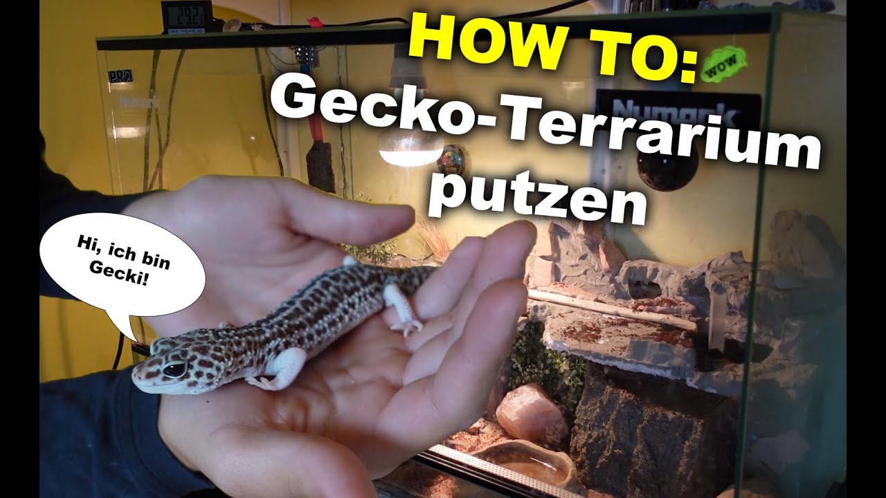 SO reinige ich mein TERRARIUM (Leopardgecko)