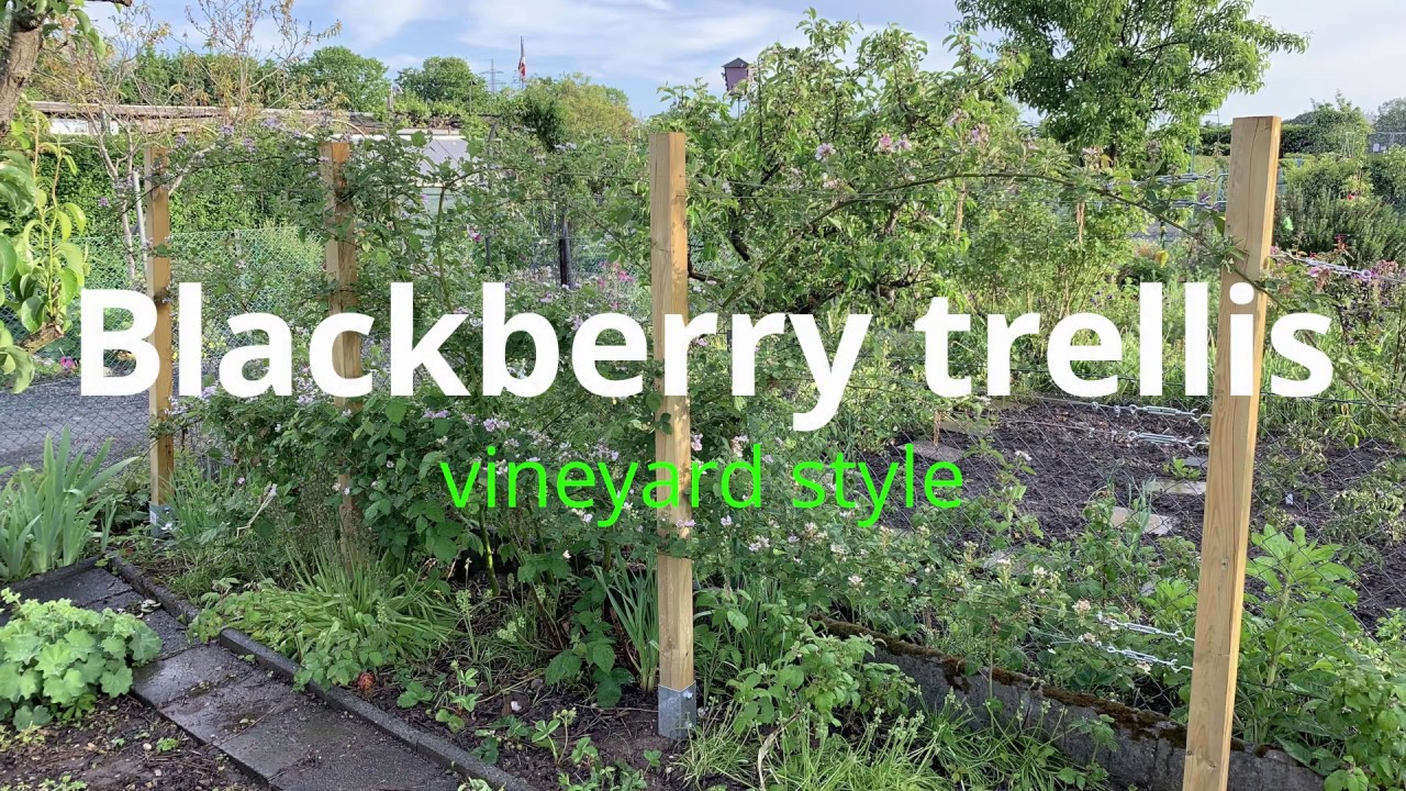 Blackberry trellis - vineyard style