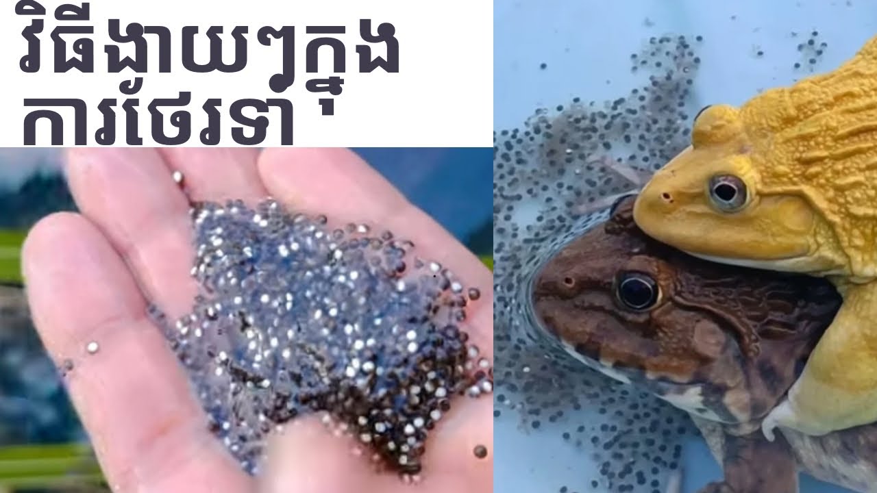 វិធីសាស្រ្តងាយៗក្នុងការថែទាំក្រោយពេលបង្កាត់ Easy methods for post-breeding care