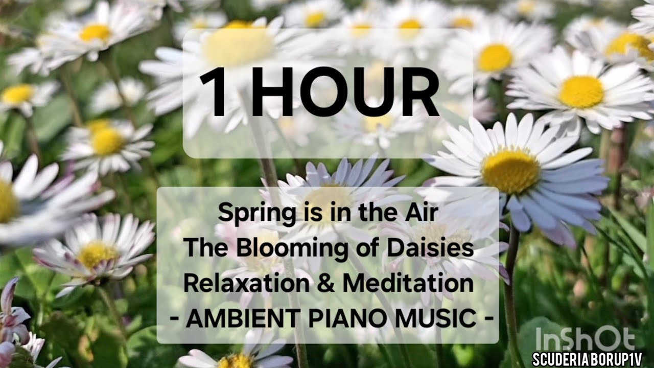 1 HOUR | Spring is in the Air | The Blooming of .. | Relaxation & Meditation | AMBIENT PIANO MUSIC |
