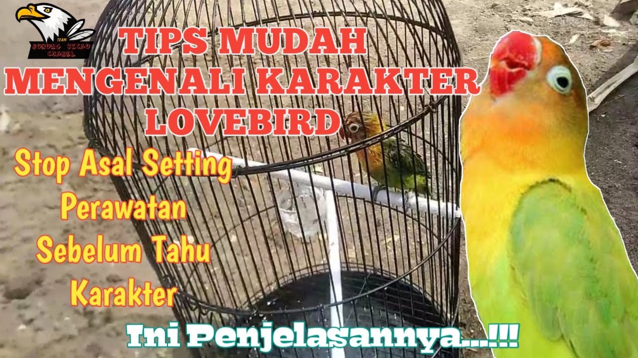 Cara memahami karakter Lovebird (part I)