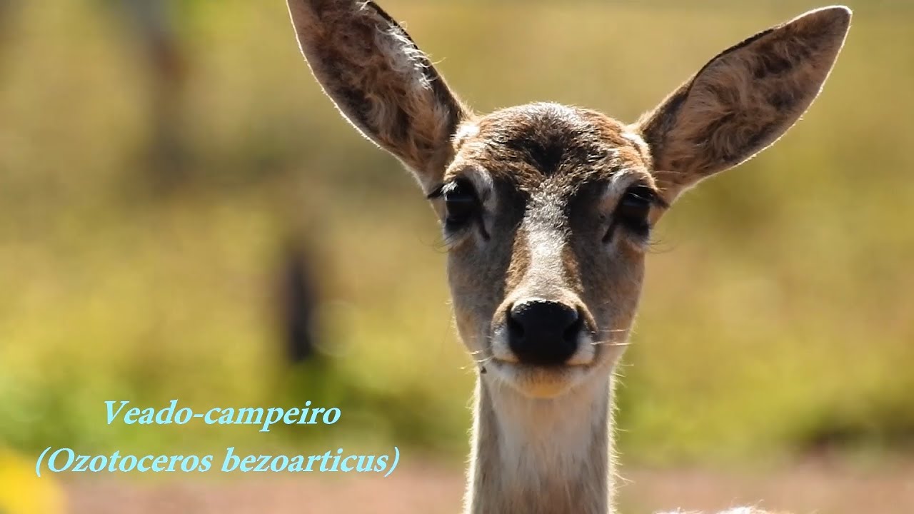 VEADO-CAMPEIRO, VEADO GALHEIRO, (OZOTOCEROS BEZOARTICUS), PAMPAS DEER, Veado branco.