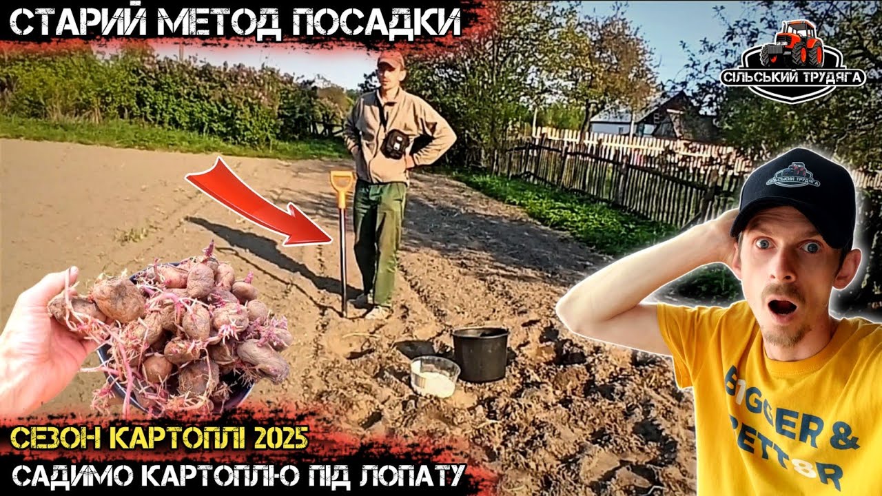 Мало картоплі, садимо ще тільки під лопату. Посадка картоплі 2025р.