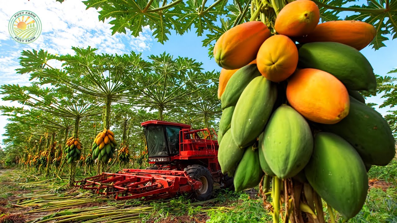 How Brazil Farmers Harvest Thousands Of Tons Of Papaya - Papaya Harvesting