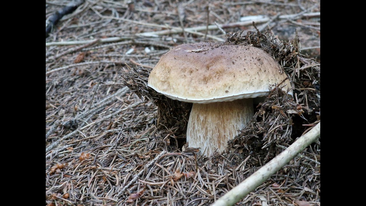 Porcini di fine agosto 2024 sulle Alpi