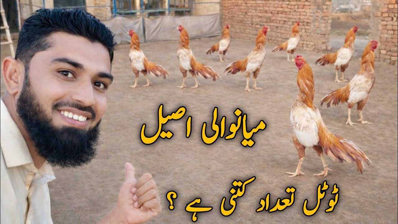 How many Mianwali Aseel Murga Farm Birds | Aseel Murga 