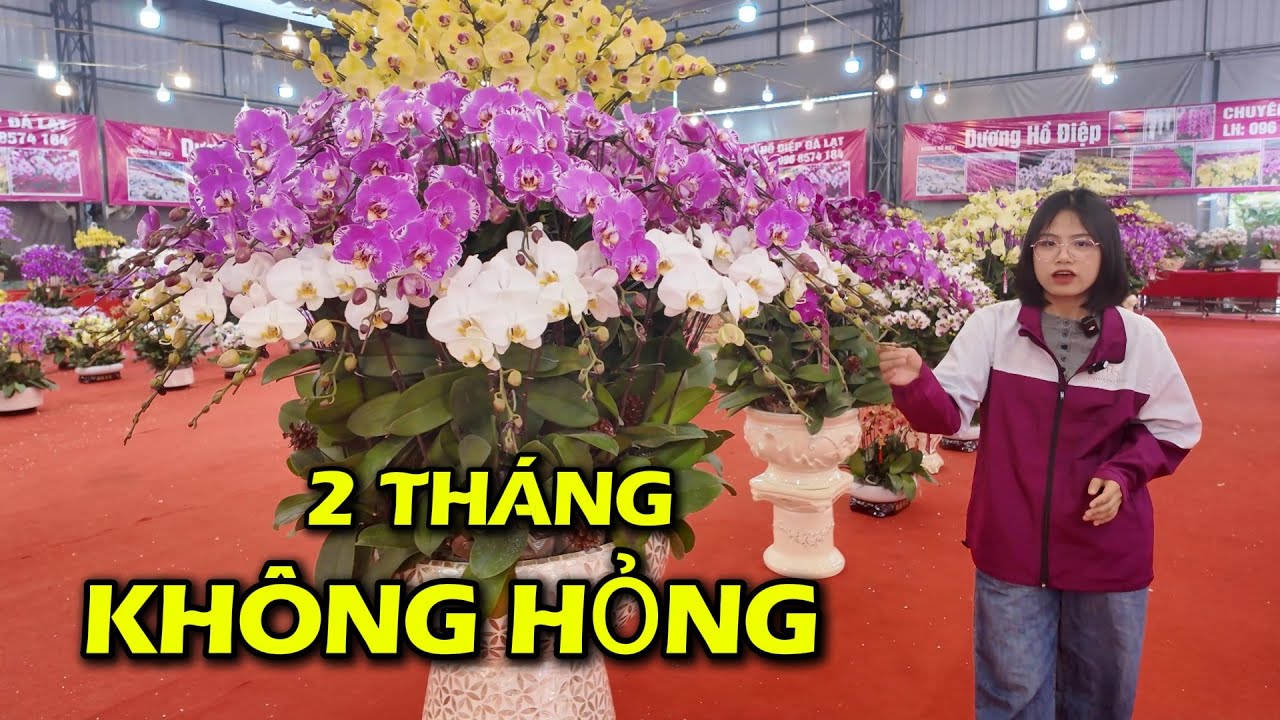 Tết 2026 | Cách chăm sóc Lan Hồ Điệp Đà Lạt chơi được 2 tháng vẫn đẹp