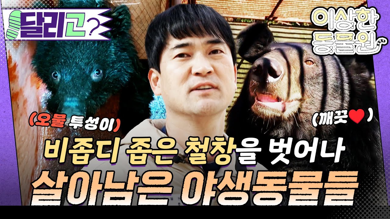 [🏃‍️#달리GO] 철창만이 전부였던 삶에서🥲 비로소 웃게 된 동물들과 야생동물 수의사 '김정호' 이야기(feat.류승룡) #이상한동물원 #달리 #DALI