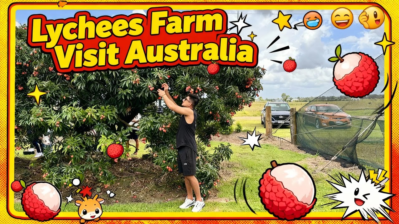 Visiting Lychee farm in Australia | Anshu Vlog