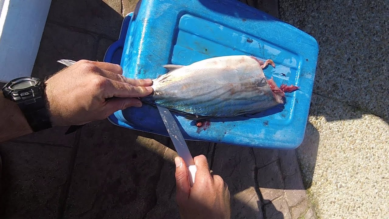 Catch n Cook - рыбалка на каяке с катонкеля (атлантическая скумбрия)