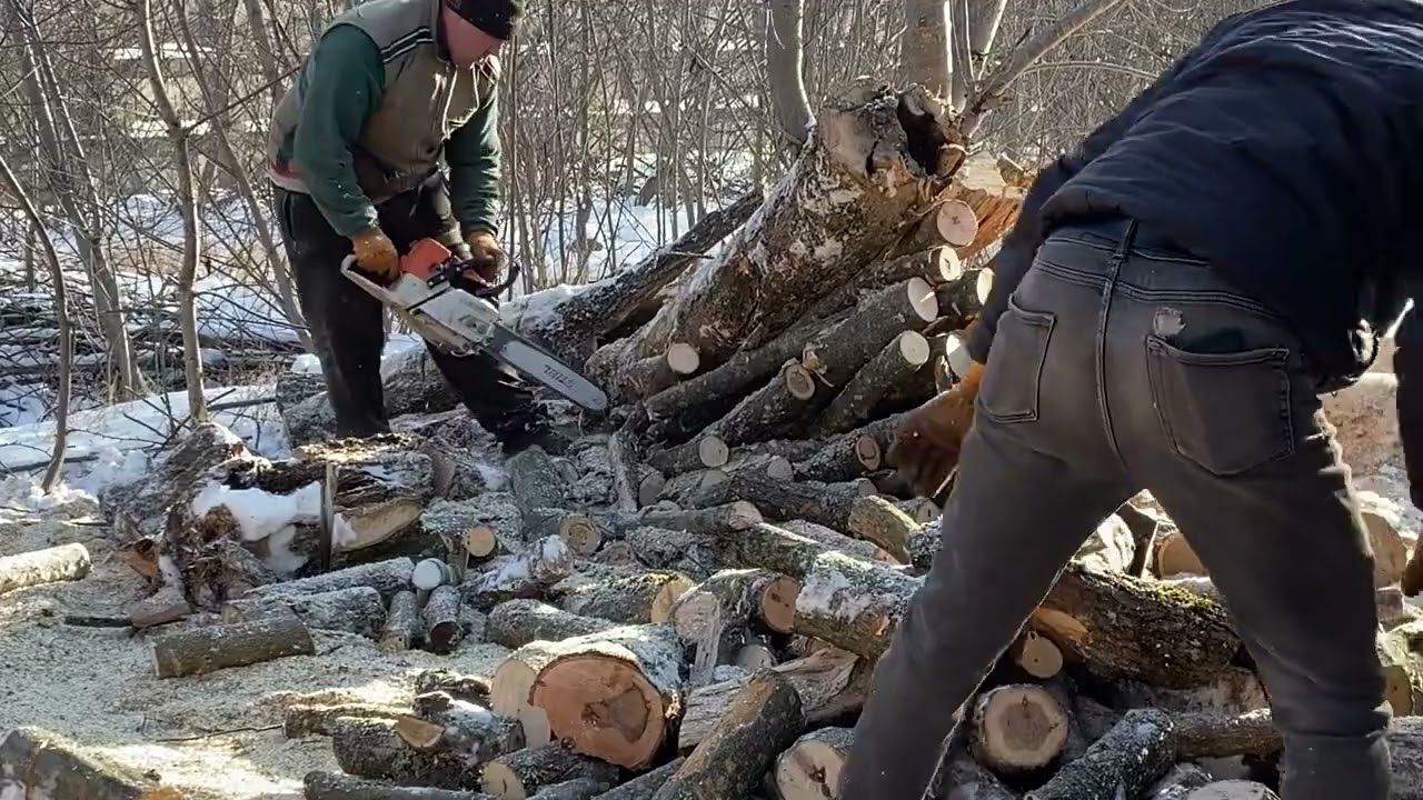 🌳🌳🌳🌳🌳