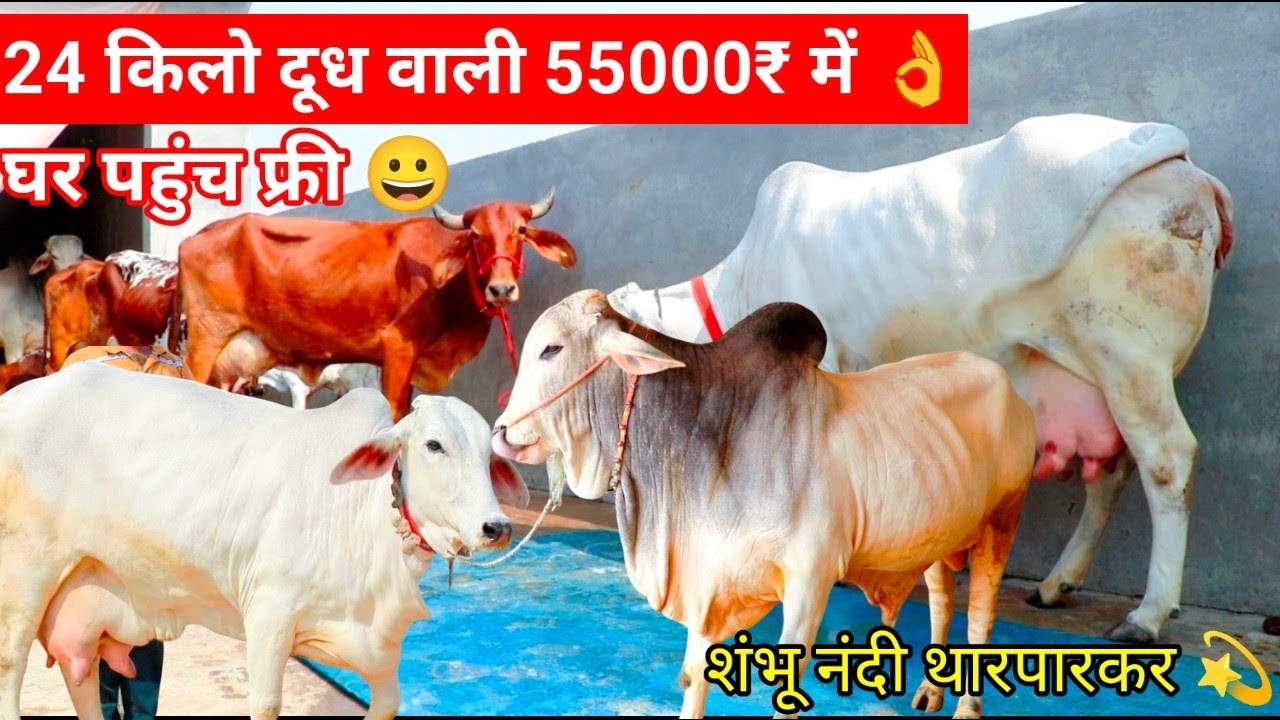 👌भारत की सबसे महंगी गाय सस्ते में खरीदो 👍 शुद्ध थारपारकर ✨ 24 किलो तक दूध 5 Cow Lot 💫