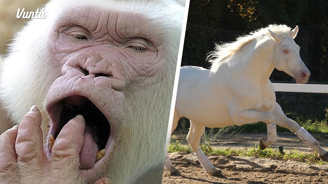 11 hermosos animales albinos