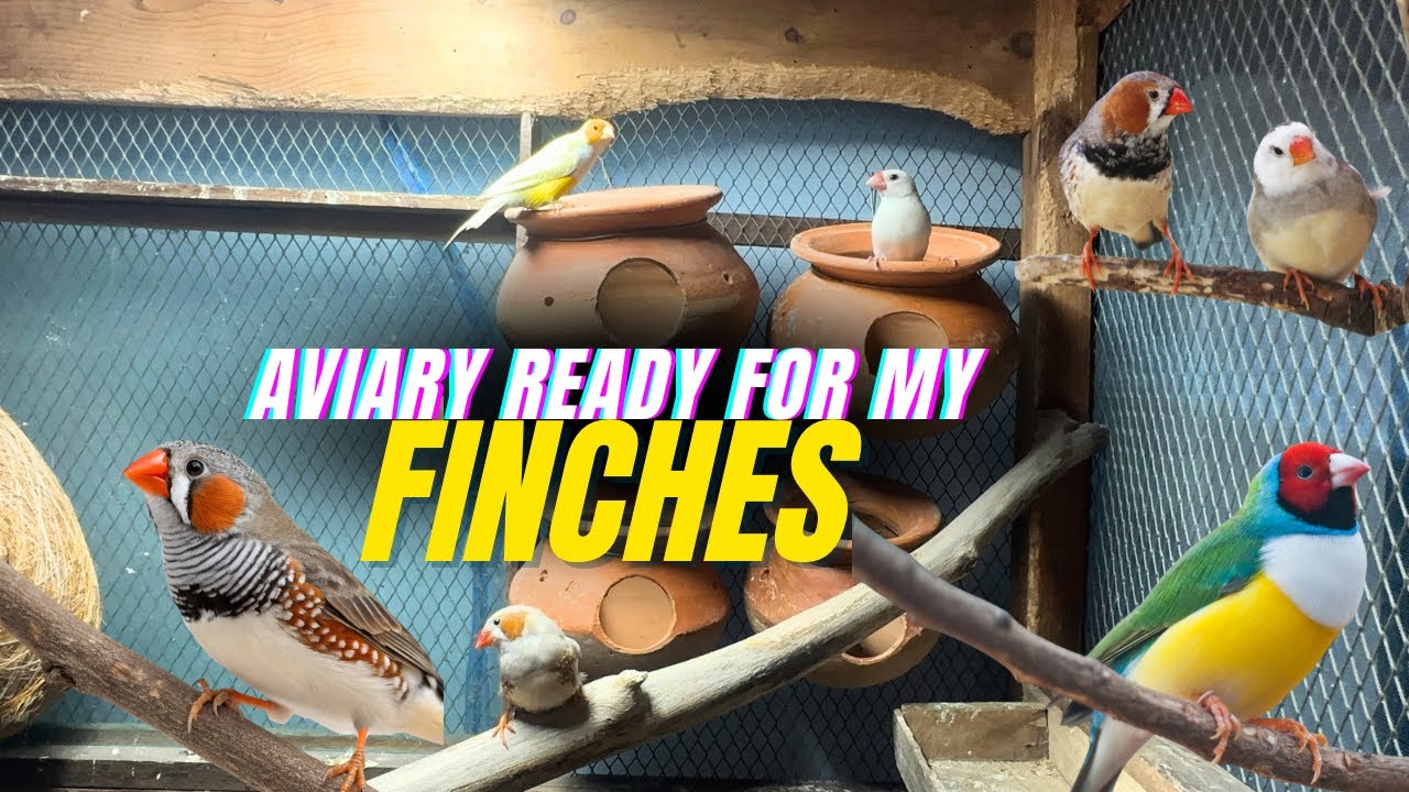 Aviary Ready for my Finches 