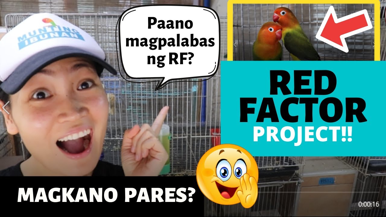 TIPS PARA MAGPALABAS NG RF! MAGKANO RF?? SA WAKAS!! RED FACTOR PROJECT SA MUNTING IBUNAN!