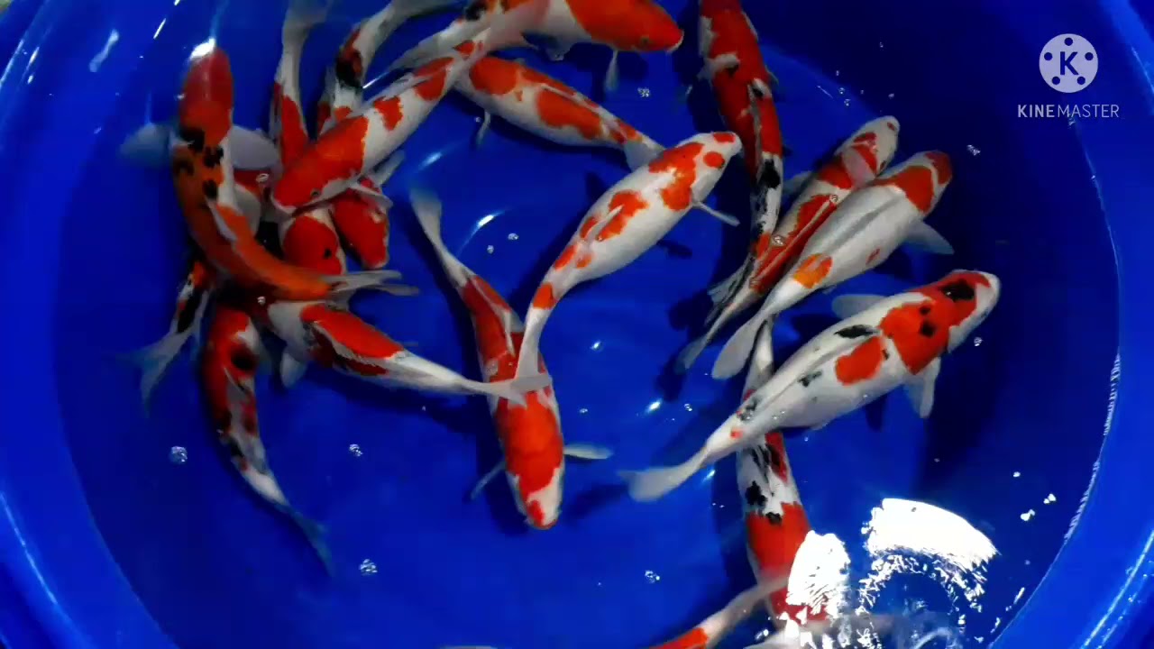 koi merah strong 35_41cm