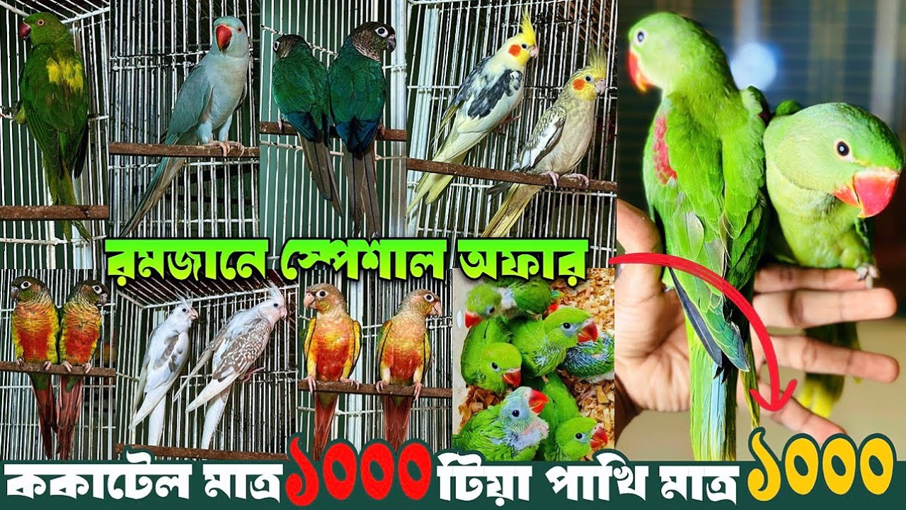 টিয়া মাত্র ১০০০ | ককাটেল মাত্র ১০০০ | রমজানে স্পেশাল কিছু 🦜🦜 26 February, 2026