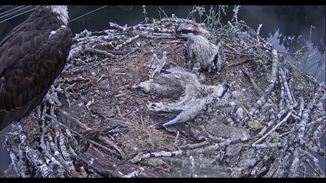 ~ Cowlitz Osprey - DRASTYCZNE !!! - DRUGI PISKLAK NIE ŻYJE - ŚMIERĆ GŁODOWA ~ Rybołowy 04/07/2020