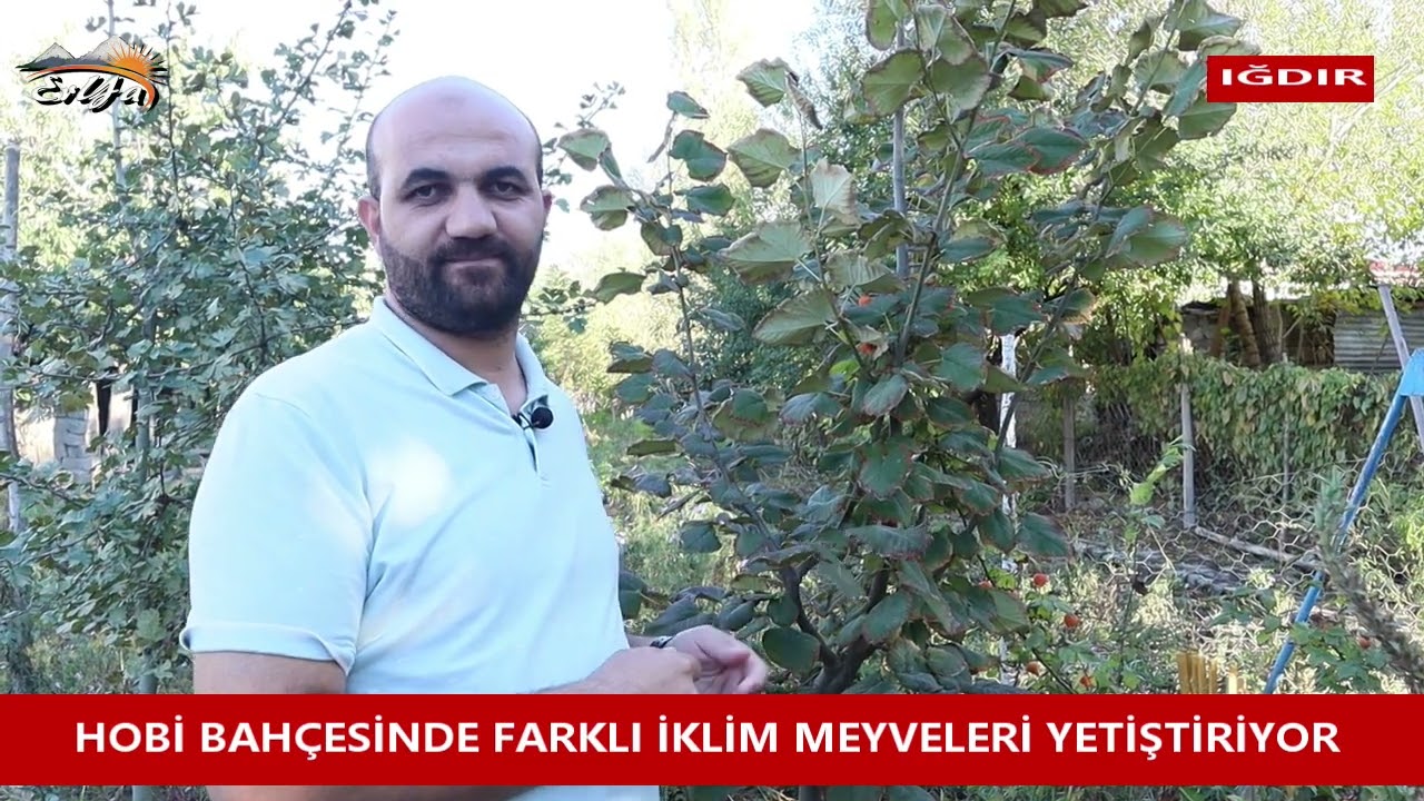 HOBİ BAHÇESİNDE FARKLI İKLİM MEYVELERİ YETİŞTİRİYOR