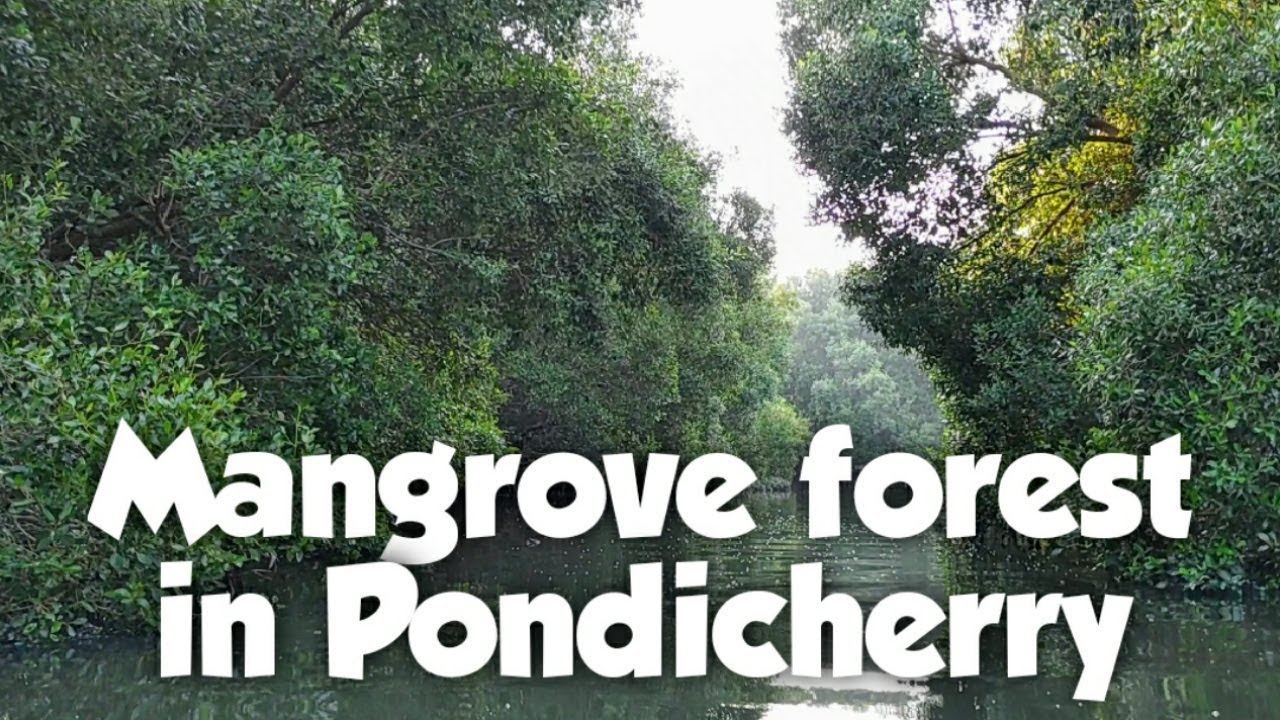 Newly Opened - Mangrove Forest in Pondicherry, பாண்டிச்சேரியில் சதுப்புநில காடு  #essenceworld