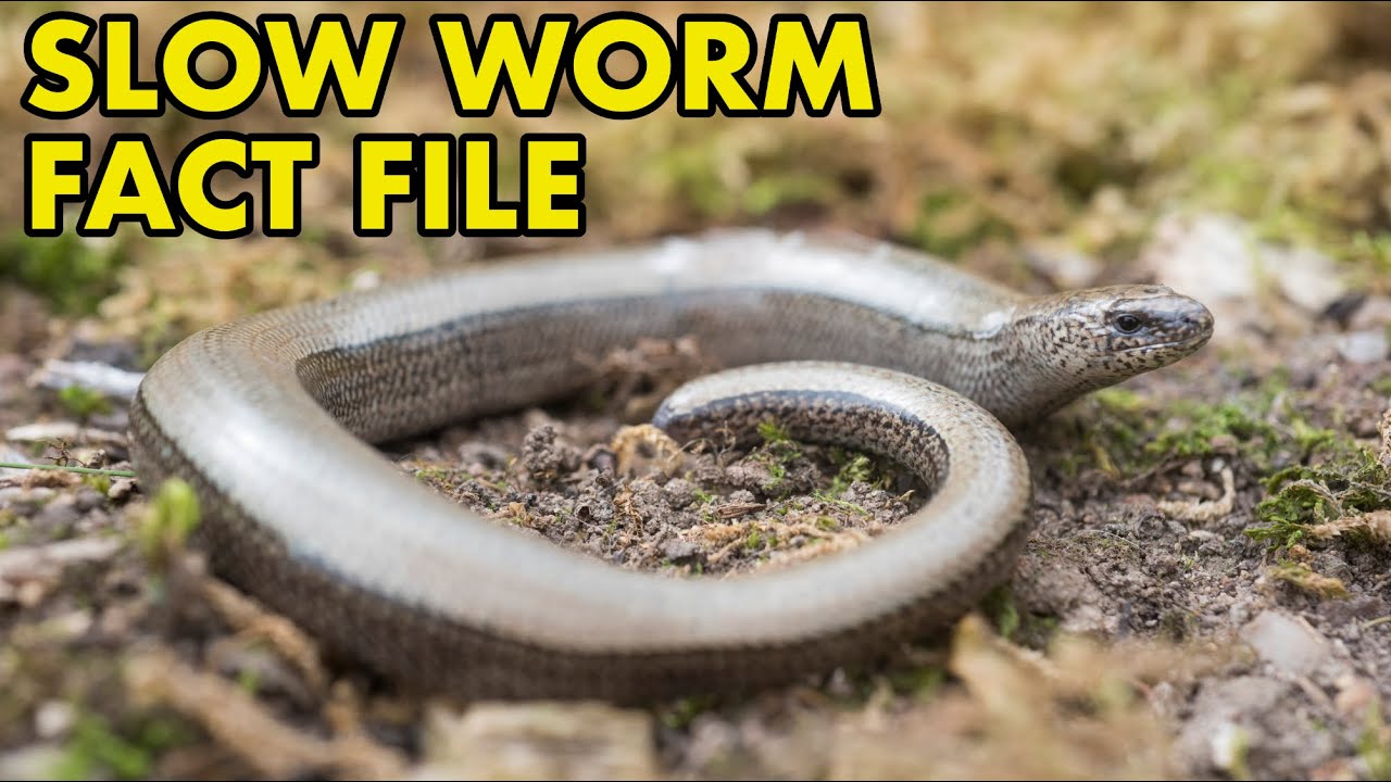 Slow Worm: Fact File (British Wildlife Facts)