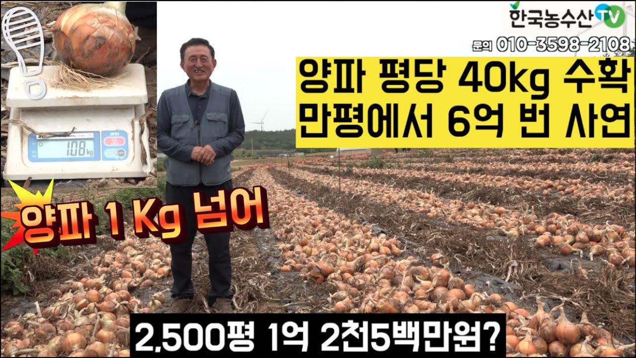 [한국농수산TV] 양파 평당 40kg 수확! 2,500평에서 1억2천5백만원 매출 올린 사연 전남 신안
