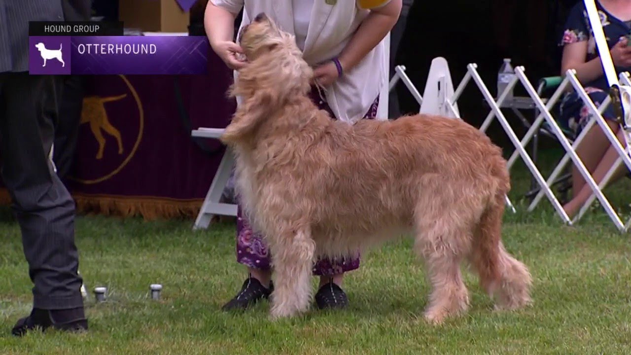 Otterhound | Breed Results 2021