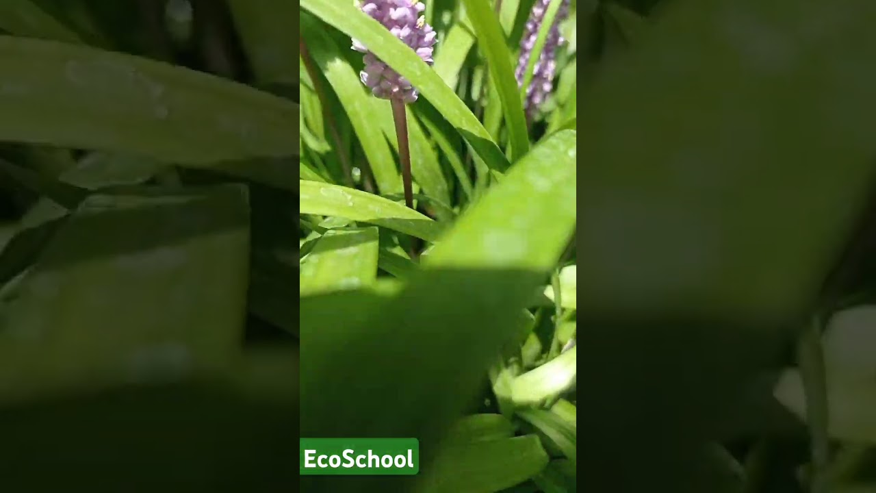 #botanical #botanics #Ecoschool