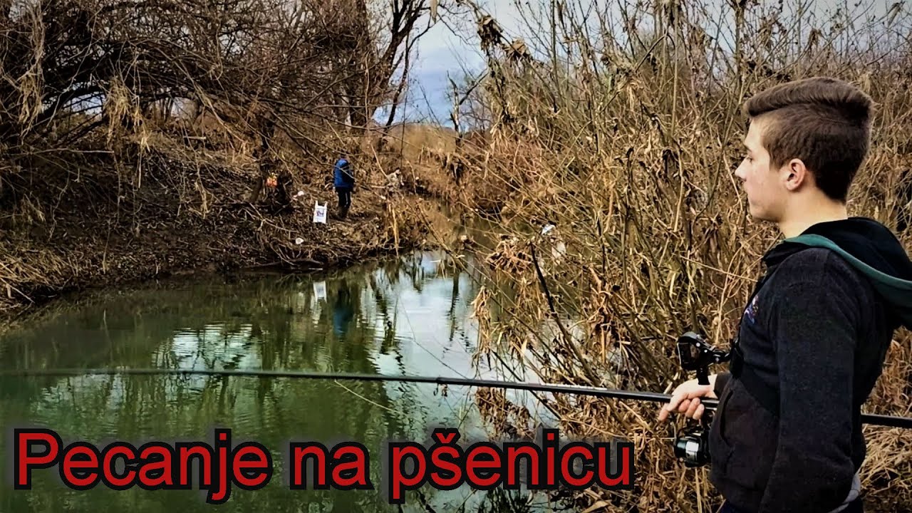 Pecanje bijele ribe na kuvanu pšenicu.Riba radi uprkos hladnom vremenu