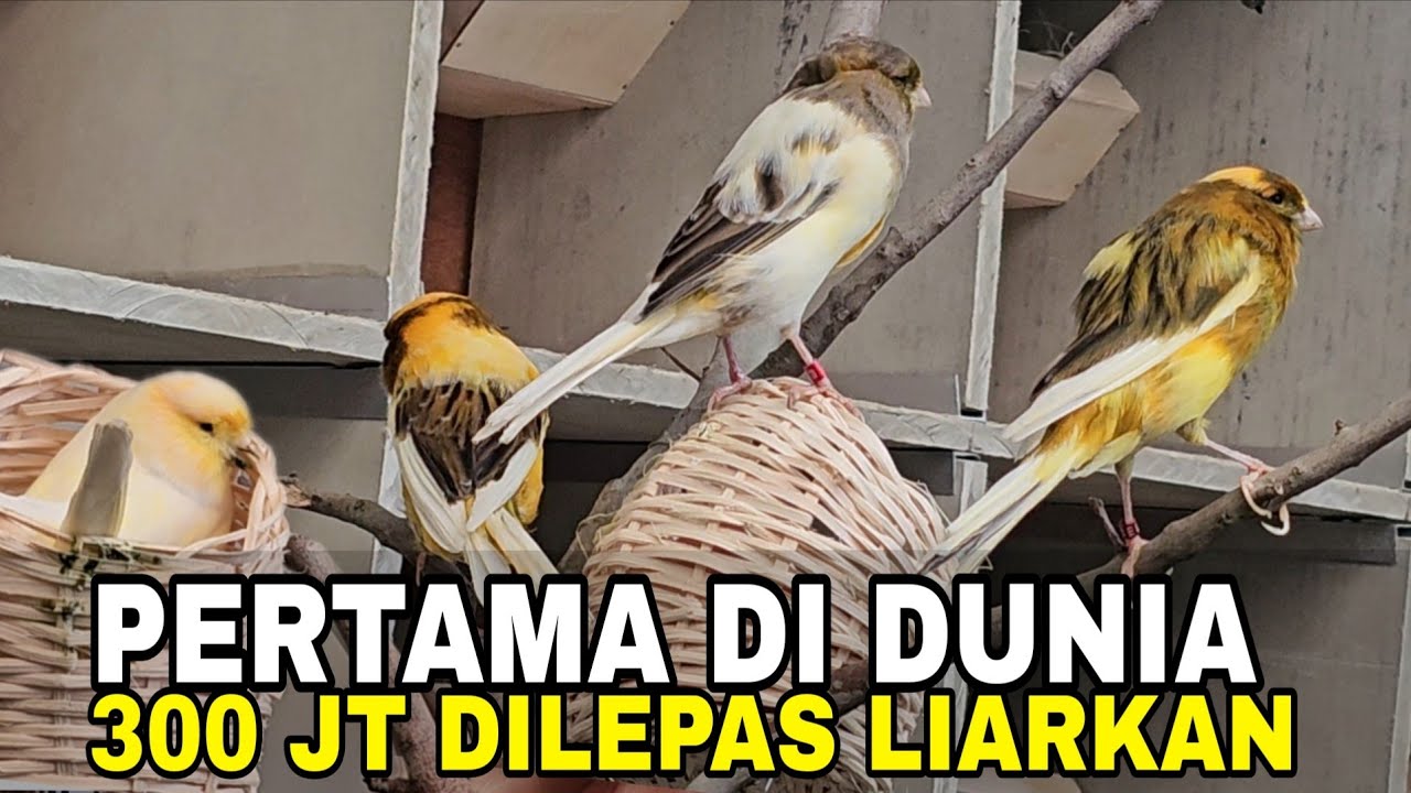 SULTAN MAH BEBAS‼️ 60 EKOR YS DAN RASMI DI  UMBAR DI AVIARY.