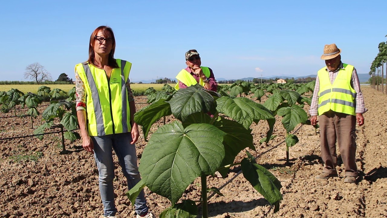 paulownia un mese dopo taglio tecnico 2018!!!0049/1623434111